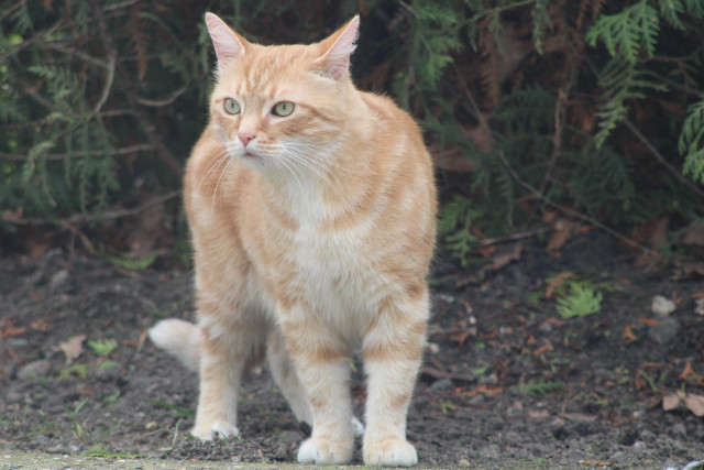 Washy the cat outside