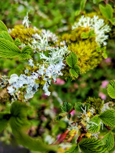 A branch covered in green moss and bluish lichen has small clusters of very textured leaves emerging.