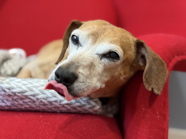 dachshund-mix is lying on a red armchair, partway through licking his own nose. 