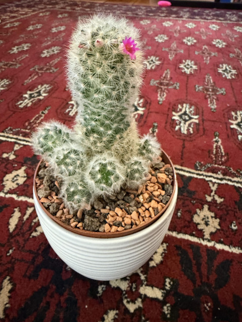 A cactus with lots of white fuzz and with a pink little flower on the top right. The cactus is in a white pot, with a dark red carpet as background.