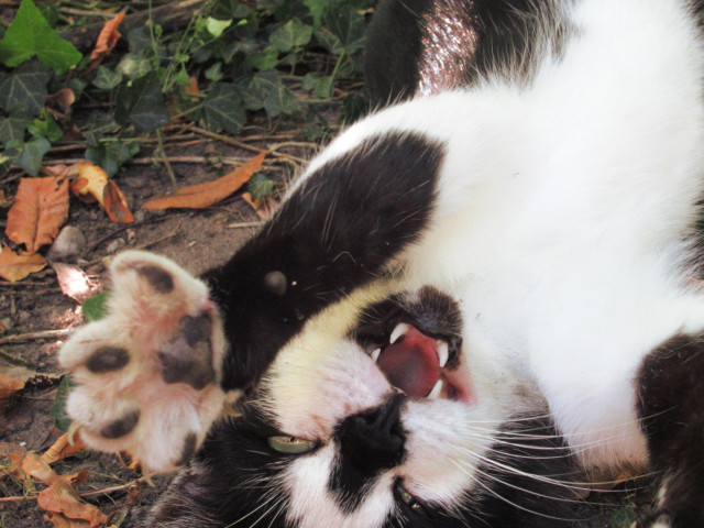 Ein schwarz-weißer Kater, der auf dem Rücken liegt und das Mäulchen geöffnet hat, eine Vorderpfote zur Betrachterin hin ausgestreckt.