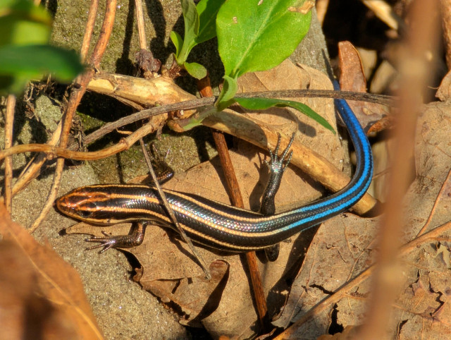 Blue -tailed skink in leaf litter