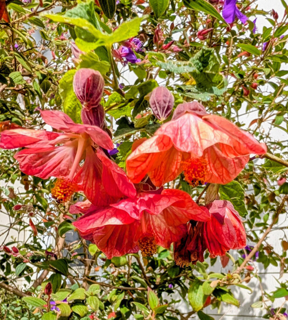 A large bush covered with these orange red bell shaped flowers. 