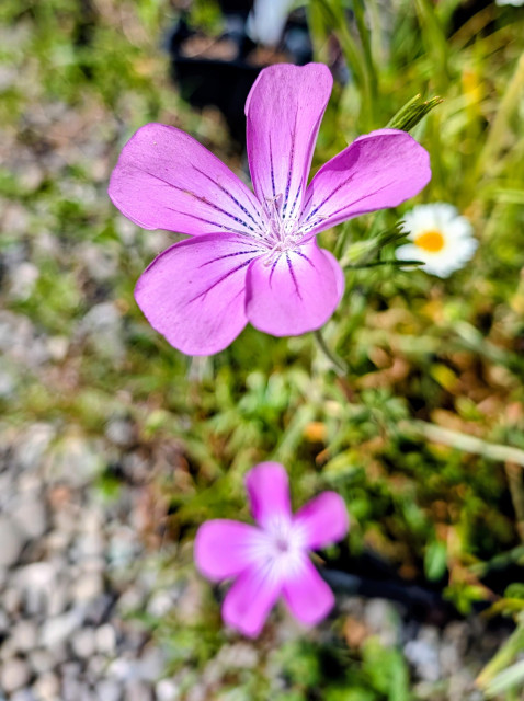 Tiny pink flowers with white centers were in her native plant garden. 