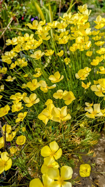 Tiny yellow flower ground cover. She saith that these were weeds but I thought they were beautiful.