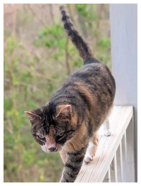 high angle shot of a calico cat with green eyes walking towards the viewer on a 4" white porch rail, making eye contact. the background is out of focus woods beside the cabin.