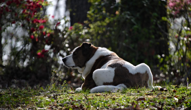 A white and brown dog lying on the ground in his yard in the late afternoon sun. Some of the red azalea flowers are seen in the top left.