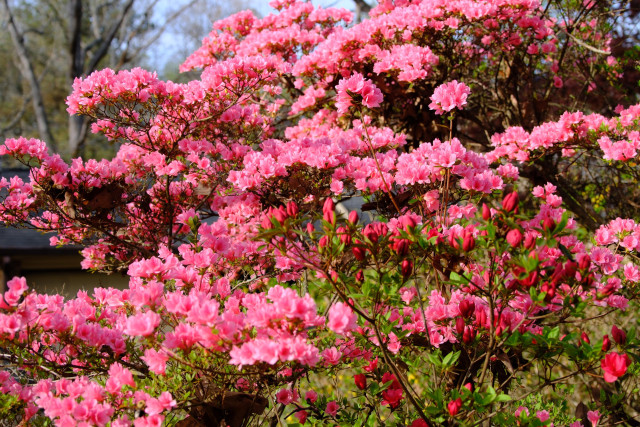 Pink azalea blossoms full on the bush while bright red ones began to join them