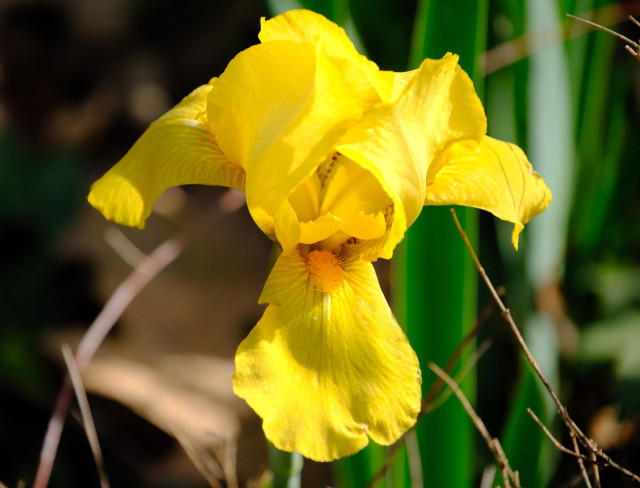 Yellow iris close up