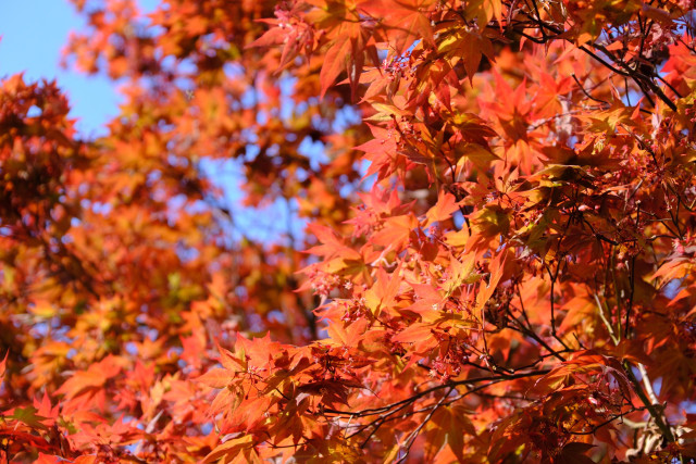 Bright orange Japanese maple's new leaves in the late afternoon sun