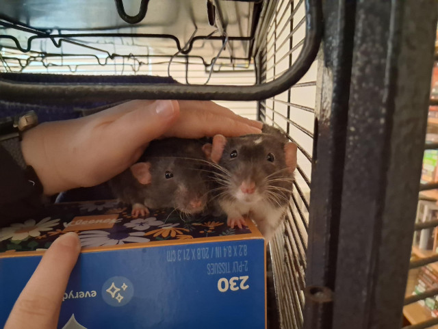 
two cute pet rats standing on a box in their cage, looking a little perplexed as the giant hand strokes their fur