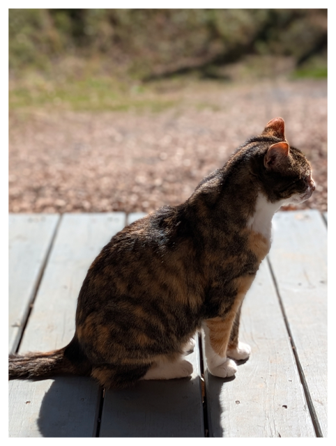 high-angle side profile of a calico cat sitting on gray wooden porch. the background is out of focus. dried leaves. grass and gravel.