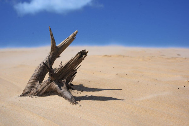 A single twisted and town branch of a tree emerges from the sand