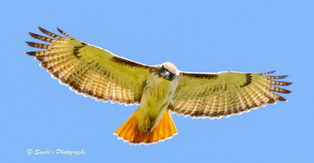 "A red‑tailed hawk soars overhead, its wings stretched to their full, commanding span against a clear, endless blue sky. The bird is captured from below, giving the impression that you’re standing directly beneath it as it glides effortlessly on open air. Sunlight pours across its underside, revealing the intricate pattern of pale feathers streaked with warm browns and soft golds.

Its broad wings form a shallow V, each primary feather splayed like the fingers of an open hand. The hawk’s tail fans out behind it in a glowing wash of reddish‑orange—the unmistakable signature of its species—lit so brightly it seems almost translucent.

What makes the moment electric is the hawk’s gaze. Its head is angled downward, and its sharp, amber‑dark eyes appear to lock directly onto the viewer, as if it has paused mid‑flight to study whoever stands below. The expression is intense, assessing, utterly self‑possessed—the look of a predator who misses nothing.

The background is nothing but sky, a clean, uninterrupted canvas that makes the hawk’s form feel even more powerful and solitary. It’s a portrait of mastery in motion: a raptor suspended in light, wings wide, eyes fixed, owning the air." - Microsoft Copilot