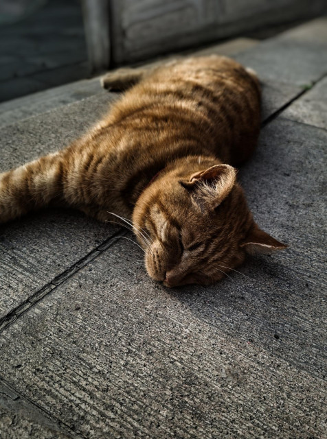 Ginher cat lazing on temple steps