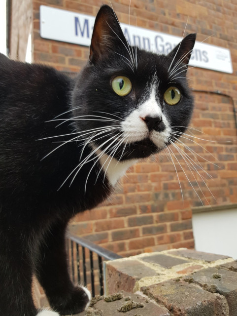 A black cat with a white patch on nose, white chest crest, white paws and whiskers - standing on a wall