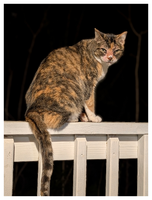 night. a single bulb illuminates a calico cat with green eyes sitting on a white porch rail with tail hanging down while making eye contact. bare branches are faintly visible in the background.