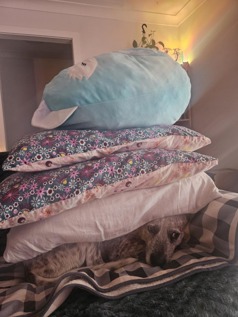 Mia, a grey spotty dog. She's curled up on the end of the sofa and giving side eyes to the storm blowing outside the front windows. She has 3 pillows and a giant blue fox squishmallow stacked on top of her because it helps her feel a tiny bit safer.