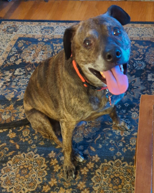 Very silly brindle hound with tongue lolling out, apparently smiling