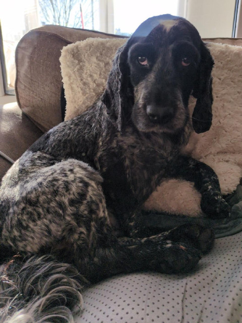 A photo of my beautiful Blue Roan cocker spaniel posing for the camera on a sofa.