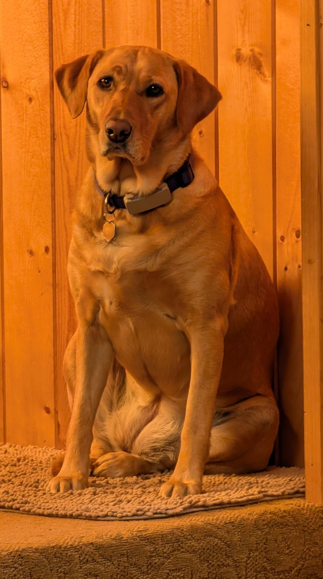 Golden lab is sitting in a corner in the gold glow of the early morning light.