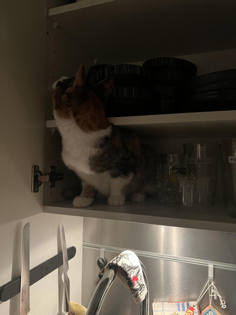 En sköldpaddsfärgad katt sitter på hyllan längst ner i ett överskåp (hylla med glas) och tittar upp på hyllan ovanför.