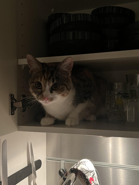 En sköldpaddsfärgad katt sitter på hyllan längst ner i ett överskåp (hylla med glas) och ser oskyldig ut.