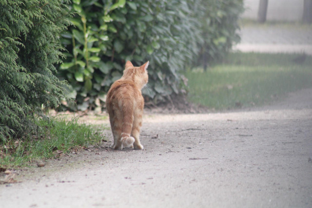 Washy keeping the street safe