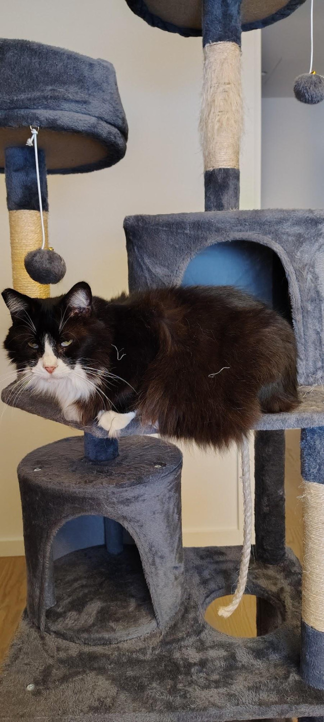 General Belisarivs, a long-haired Tuxedo Cat with white paw, sitting on a Blue Cat Tree and appearing to Glower at the world.