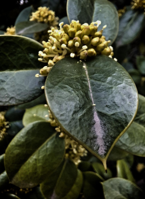 Close up of bright green leaf with golden yellow blossom as its base.