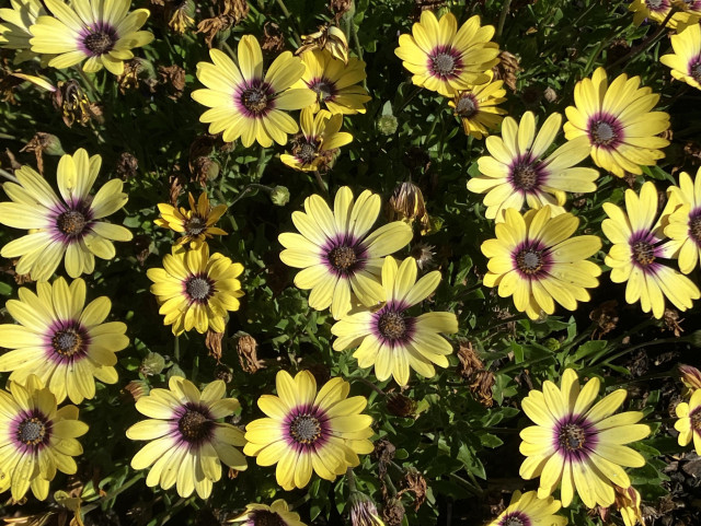 African daisies in full bloom in the sunlight. 
