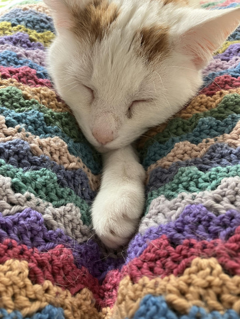 White cat (with a few small orange patches in his head) deeply asleep, leaning on a front paw, on a colourful crochet blanket 