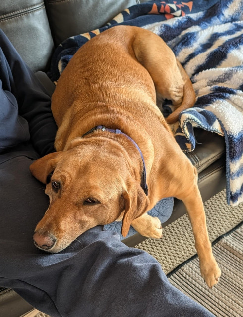 Exhausted looking golden lab is resting her head on her pal's leg. She is lying on a sofa with one leg hanging off the side. 