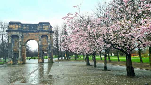 Cherry trees in blossom on Glasgow Green.