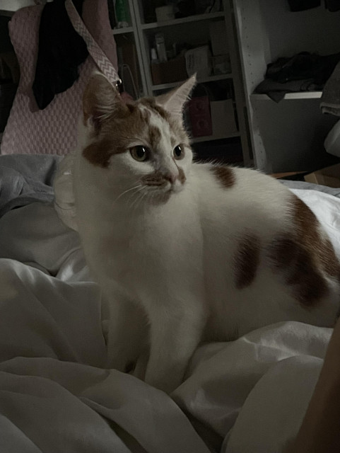 A white cat with orange patches and a pink nose (Peaches) looking round and fluffy on top of the bed. 