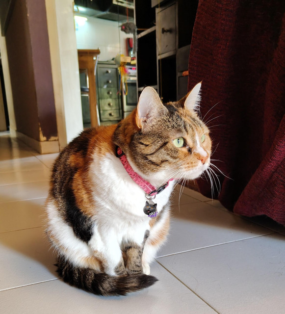 My calico cat Carrie standing in the middle of the living room, tail curled around her front paws, ears extended, her head lowered as she is focusing intensely on the people minding their own business across the street. She is wearing a pink collar with a personalised ID tag, with a shocked cat sticker having been placed on top of it to cover the back details.