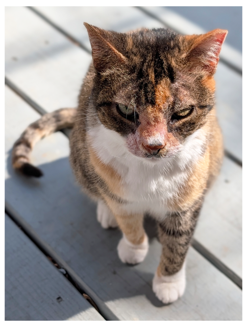 high angle view of a calico cat with green eyes sitting on gray wooden porch planks, making eye contact.