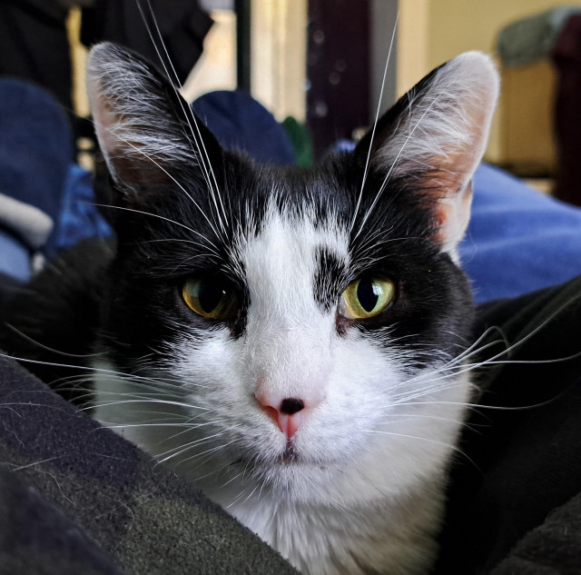 Front view of a black & white cat's face. She is staring at the camera with her whiskers in a very alert position