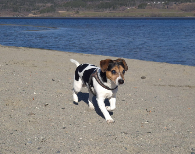 A tricoloured Jack Russell terrier is running along a sandy beach at a lake. The sun is shining, and it looks as though he’s looking at something off-camera, but that’s just the way he ‘looks’. If you zoom in, you can see that his pupils are fully dilated. His ears are pricked up as he follows my voice.