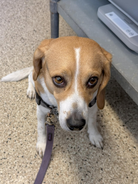A sorrowful beagle looks up sadly at the camera from where he is sitting on the floor of our veterinarian's office. All the sorrow of a beagle going on snackum restrictions is poured into those eyes.
