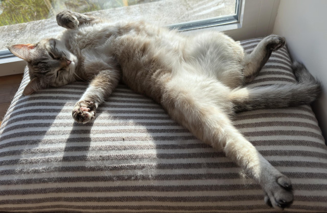 a beige-black-white lynx-point siamese cat is sprawled on her back on a black and white stripey cushion that is itself on a windowsill. there are legs everywhere!