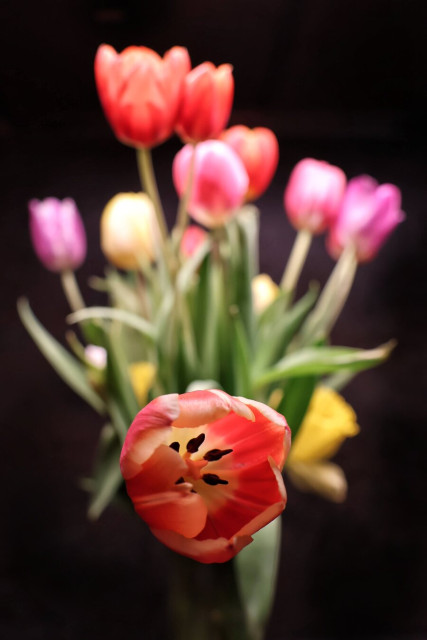 A vibrant bouquet of tulips in full bloom, featuring a prominent red-and-yellow tulip in the foreground with its petals fully open. Behind it, a mix of pink, red, and pale yellow tulips create a soft, colourful background. The stems and green leaves are visible, and the arrangement is set against a dark, blurred backdrop, highlighting the vivid colours and delicate details of the flowers.
