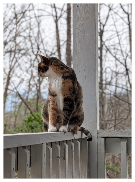 a calico cat sits on the rail of a white porch, facing us, but looking right. the background is leafless trees with some greenery. the sky is overcast,