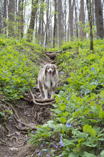 A fawn and white australian shepherd stands on a root laiden dirt path between the slopes full of greenery with pops of blue and magenta.