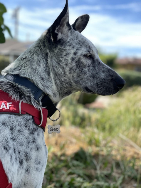 Blue heeler pup in profile with soft eyes and calm face. He's wearing his red harness with white DEAF labels. His bone shaped name tag shows his name. Background is soft focus of greens, browns, and homes. All under a wispy cloudy sky. 