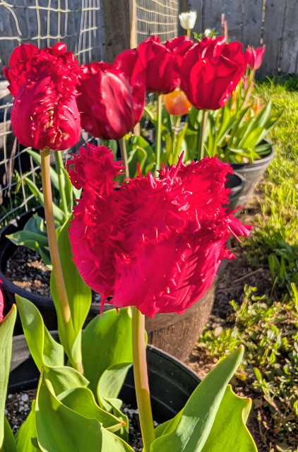 A pot of red fringed tulips next to a pot of red not fringed tulips.