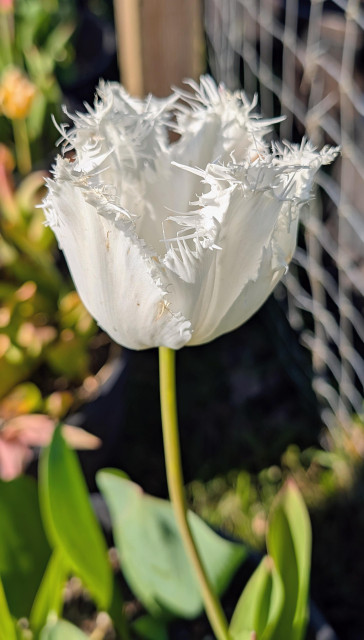 A single white fringed tulips blossom. 