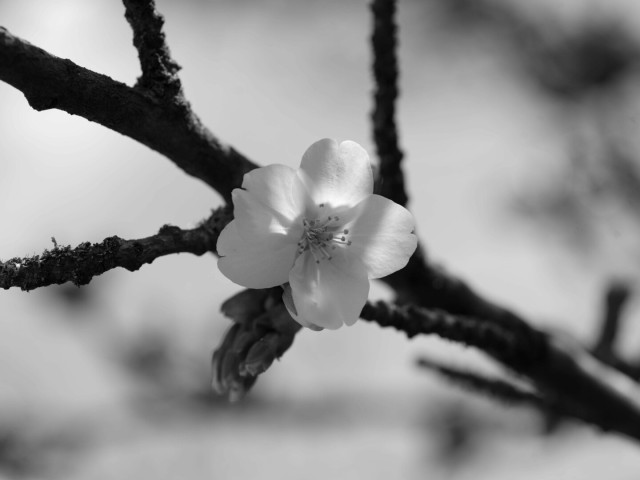 Black and white photo of a single five-petalled white blossom flower on a dark forking twig. The background is bright and blurry, sunleft filters through the flower's petals.