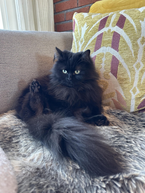 En svart långhårig katt kar satt sig tillrätta i ett soffhörn och ser inte utsatt vilja flytta sig