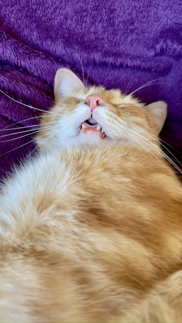 Washy the sleeping derpy